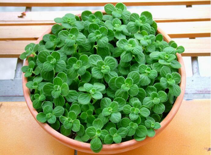 碰碰香和薄荷的区别，碰碰香触碰后会散发苹果香