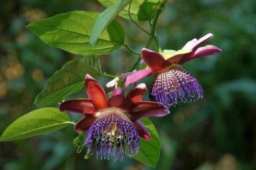 西番莲怎么养？这样养不光西番莲花开美美，果子还爆满盆