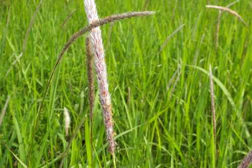 白茅根的功效，白茅根凉血止血又利尿，真正的“草根”