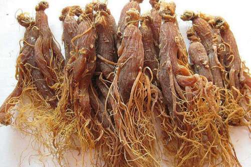 高丽参的功效与作用 能补脾益肺、安神生津但也有禁忌