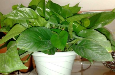 如何养好绿萝 室内怎么养好绿萝