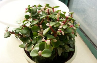 金枝玉叶的养殖方法