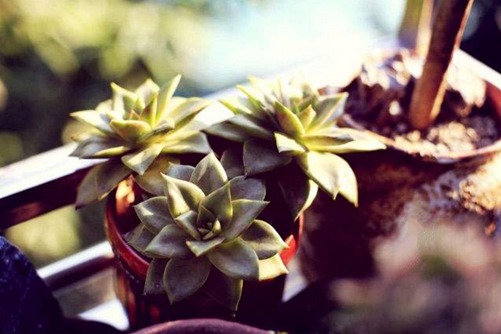 大河之舞多肉怎么养？大河之舞多肉图片欣赏及养护介绍