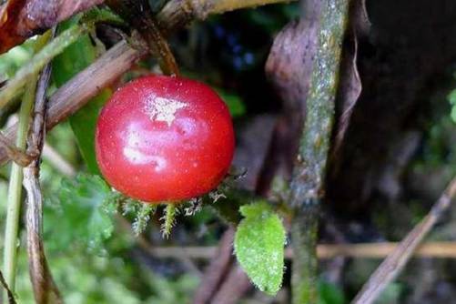 红丝线的功效作用，红丝线虽然不能吃却是止咳良药