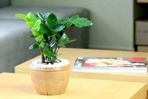 金钱树怎么养才茂盛，做好这四点一定四季常绿