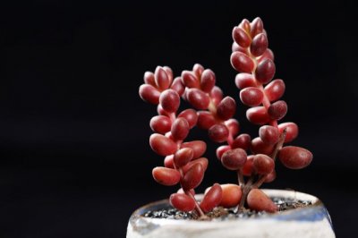 这些长得像珠子的多肉植物，萌到无数多肉爱好者！