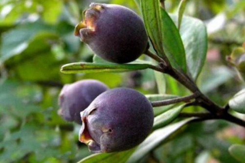 乌饭子的功效与作用，什么时候采摘的乌饭子最新鲜