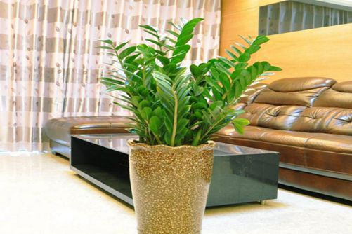 雪铁芋的养殖方法，雪铁芋这样养还能开出浅黄色的花