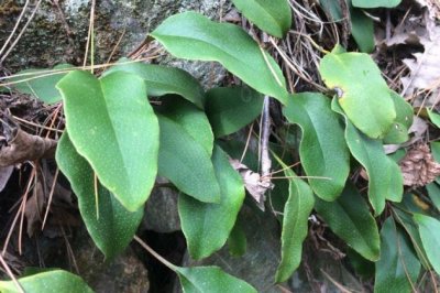 石苇怎么种好？石苇的功效与作用是什么