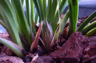 春天兰花养护方法