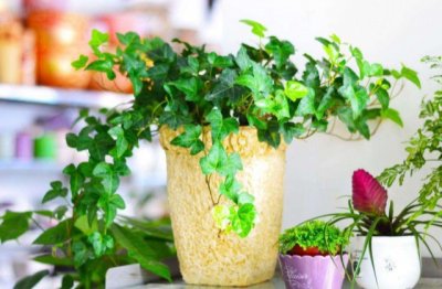 新手如何养好花