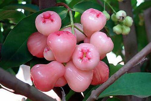 水蒲桃的功效与作用，水蒲桃的食用禁忌