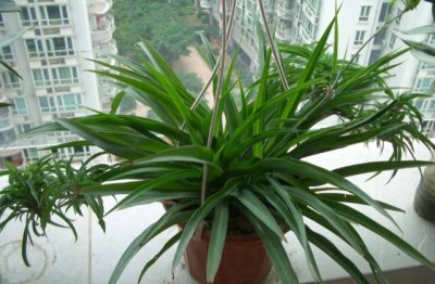 最好养的花卉有哪些 适合新手养的花