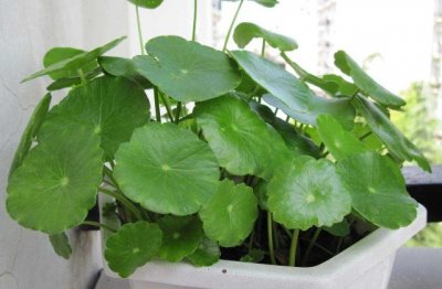 铜钱草水培方法