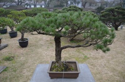 盆景养护与管理方法 盆景养殖技术