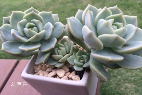 唯白牡丹与小人难养也，这样养殖会轻松爆盆吗？