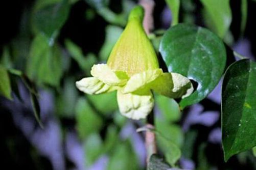 富贵树开花是什么征兆？富贵树开花好运来