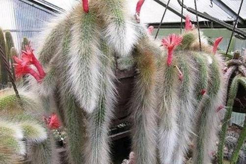 猴尾柱的养殖方法 这样养猴尾柱长出毛茸茸的猴尾巴，还开出红花