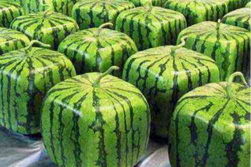 西瓜图片，下咽顿除烟火气 入齿便作冰雪声