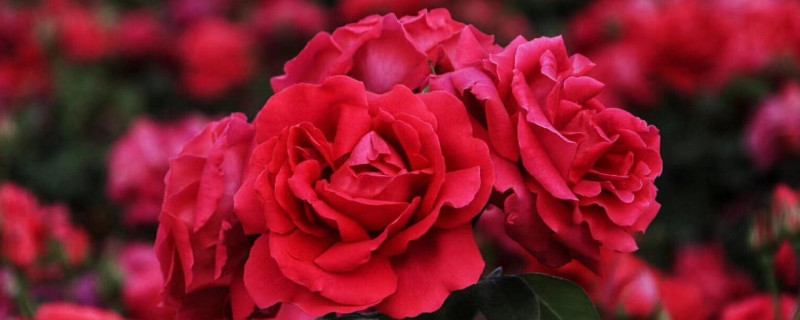 玫瑰花的花语大全