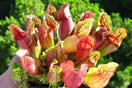 瓶子草怎么养，瓶子草的养殖方法和注意事项