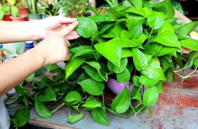 绿萝怎么养才能快速生长 绿萝养爆盆的方法