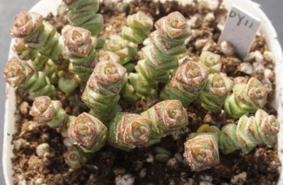 怎么养好钱串子