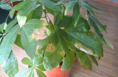 发财树的栽培方法和注意事项