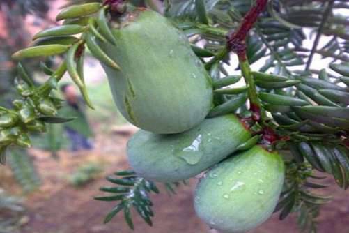 香榧是什么？ 香榧好吃也有禁忌