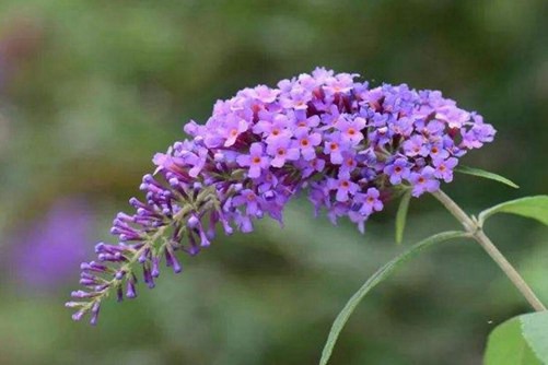 醉鱼草怎么养 醉鱼草不仅花色芳香，还能活血、祛风除湿