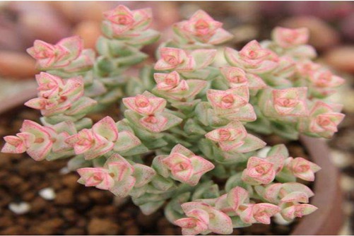 星公主多肉的养殖方法，做好这些，变成漂亮公主一点也不难