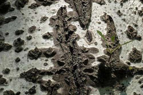 白杨树皮的功效与作用，祛风活血，清热利湿