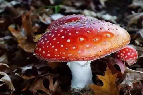 毒蘑菇大全，小编来教你如何鉴别毒蘑菇