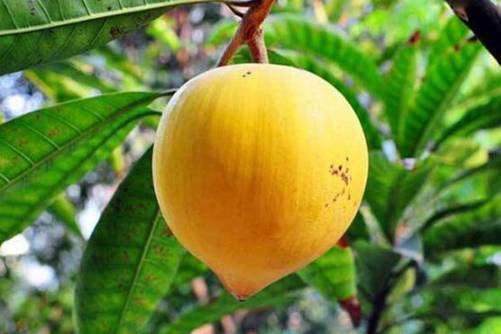 蛋黄果催熟的方法，蛋黄果如何催熟