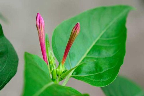 夜来香有毒吗，小编来告诉你，夜来香隐藏的秘密