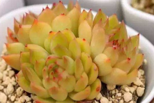 冰河世纪多肉养殖方法，冰河世纪易活易养，一不小心就爆盆！