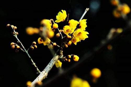 腊梅花图片，迎腊梅花无数开 旋看飞片点青苔