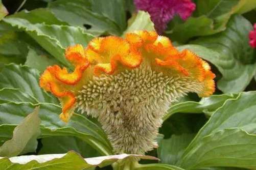 鸡冠花的做法 鸡冠花既可观赏，又宜食还是药