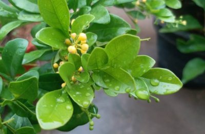 米兰花适合在室内养吗