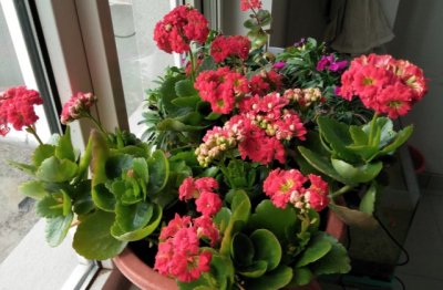 长寿花的种植方法