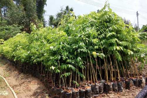 黄花梨树苗多少钱一棵？