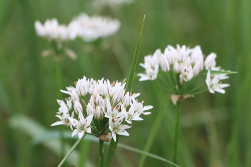 山韭菜能吃吗，山韭菜味道鲜美也有食用禁忌哦