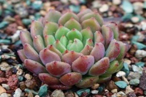 绿翡翠多肉怎么养？多肉绿翡翠养殖方法