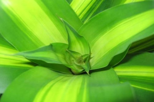 巴西铁有毒吗？担心巴西铁有毒的朋友看过来