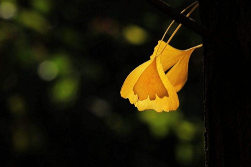 银杏叶寓意 银杏叶象征着和谐，为爱守护一生