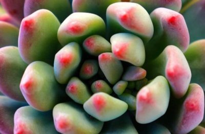 多肉植物的养法