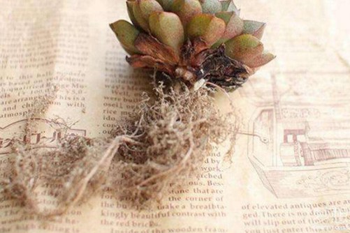 如何给多肉修根？多肉修根后如何养护