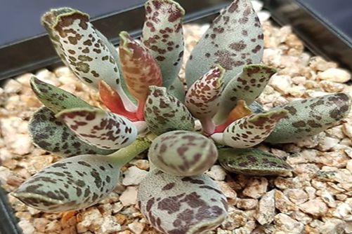 多肉水泡怎么养？水泡多肉你了解多少呢？