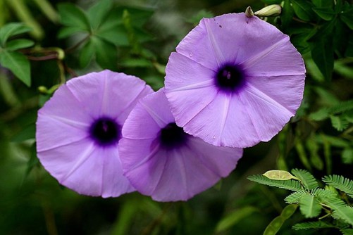 五爪金龙的功效与作用，既为观花植物又能凉血活，壮筋骨