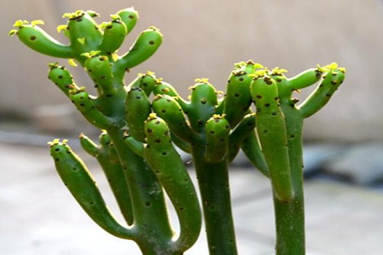 珊瑚棒有毒吗？有毒但室内养殖的好处很多